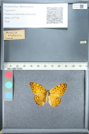 Media type: image;   Entomology 158918